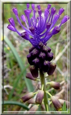 muscari à toupet muscari comosum.jpg